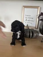 Max, a male Cavapoo for sale in Middlebury, IN – 3 of 7