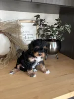 Anabelle, a female Cavapoo for sale in Middlebury, IN – 5 of 5