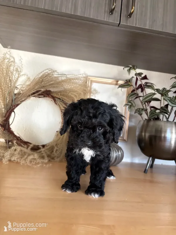 Max – Cavapoo puppy for sale in Middlebury, IN