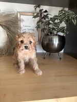 Josie, a female Cavapoo for sale in Middlebury, IN – 5 of 8