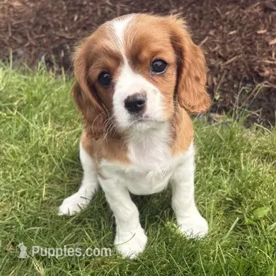 Max, a male Cavalier King Charles Spaniel for sale in Middlebury, IN – 1 of 8