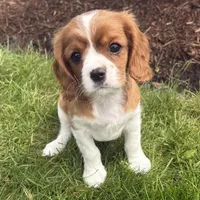Max, a male Cavalier King Charles Spaniel for sale in Middlebury, IN – 1 of 8