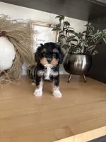 Milo, a male Cavapoo for sale in Middlebury, IN – 1 of 9