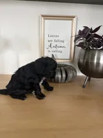 Max, a male Cavapoo for sale in Middlebury, IN – 6 of 7