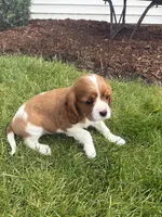 Max, a male Cavalier King Charles Spaniel for sale in Middlebury, IN – 3 of 8