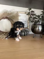 Milo, a male Cavapoo for sale in Middlebury, IN – 6 of 9