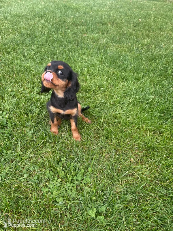 Bella – Cavalier King Charles Spaniel puppy for sale in Middlebury, IN