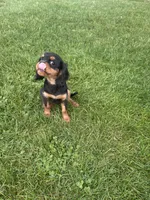 Bella, a female Cavalier King Charles Spaniel for sale in Middlebury, IN – 3 of 9