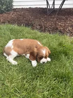 Max, a male Cavalier King Charles Spaniel for sale in Middlebury, IN – 6 of 9