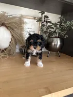 Milo, a male Cavapoo for sale in Middlebury, IN – 2 of 9