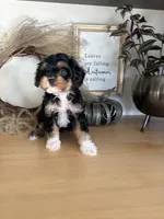 Milo, a male Cavapoo for sale in Middlebury, IN – 9 of 9