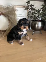 Anabelle, a female Cavapoo for sale in Middlebury, IN – 2 of 5