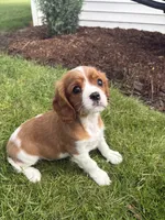 Max, a male Cavalier King Charles Spaniel for sale in Middlebury, IN – 5 of 8
