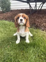 Max, a male Cavalier King Charles Spaniel for sale in Middlebury, IN – 6 of 8