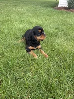 Bella, a female Cavalier King Charles Spaniel for sale in Middlebury, IN – 8 of 9