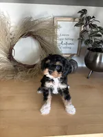 Milo, a male Cavapoo for sale in Middlebury, IN – 4 of 9