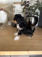 Milo, a male Cavapoo for sale in Middlebury, IN – 7 of 9