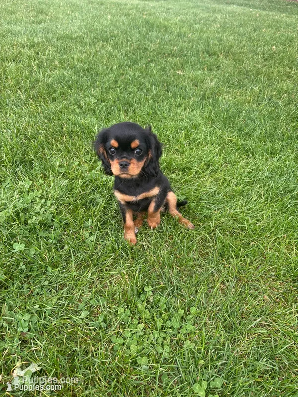 Bella – Cavalier King Charles Spaniel puppy for sale in Middlebury, IN