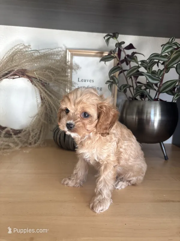Josie – Cavapoo puppy for sale in Middlebury, IN