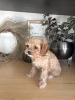 Josie, a female Cavapoo for sale in Middlebury, IN – 1 of 8