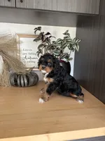 Anabelle, a female Cavapoo for sale in Middlebury, IN – 3 of 5
