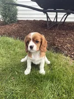Max, a male Cavalier King Charles Spaniel for sale in Middlebury, IN – 2 of 8