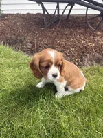 Max, a male Cavalier King Charles Spaniel for sale in Middlebury, IN – 4 of 8
