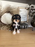 Milo, a male Cavapoo for sale in Middlebury, IN – 3 of 9