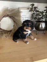 Milo, a male Cavapoo for sale in Middlebury, IN – 8 of 9
