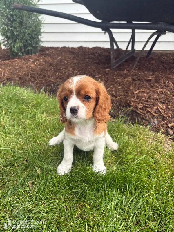 Max – Cavalier King Charles Spaniel puppy for sale in Middlebury, IN