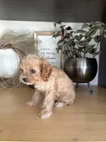 Josie, a female Cavapoo for sale in Middlebury, IN – 7 of 8