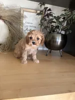 Josie, a female Cavapoo for sale in Middlebury, IN – 3 of 8