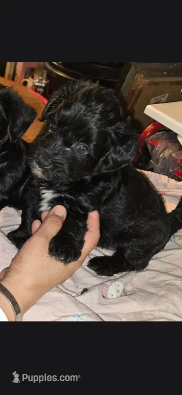 Blackie – Dutch Smoushond, Miniature Schnauzer puppy for sale in Orlando, FL
