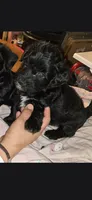 Blackie, a female Dutch Smoushond and Miniature Schnauzer for sale in Orlando, FL – 1 of 9