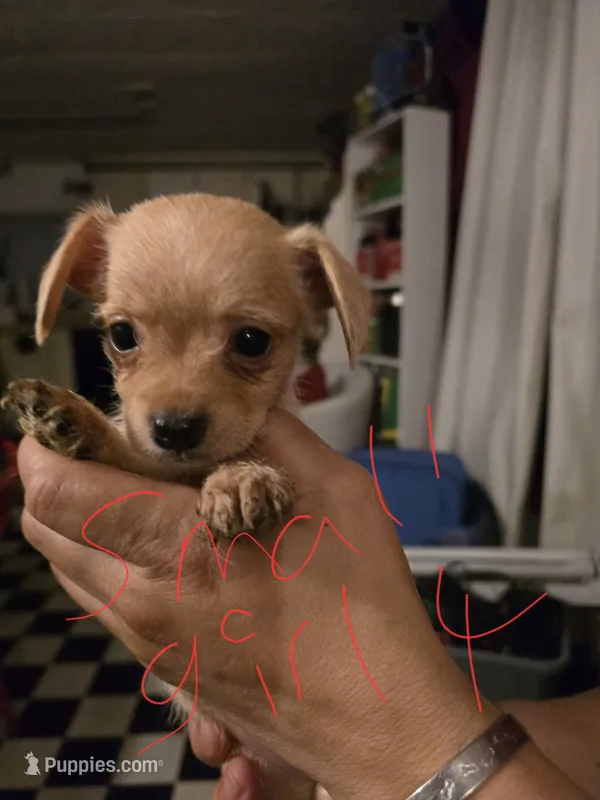 Blondie – Dutch Smoushond, Miniature Schnauzer puppy for sale in Orlando, FL