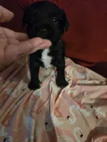 Blackie, a female Dutch Smoushond and Miniature Schnauzer for sale in Orlando, FL – 7 of 9