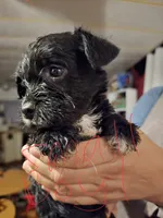 Theo, a male Dutch Smoushond and Miniature Schnauzer for sale in Orlando, FL – 2 of 2