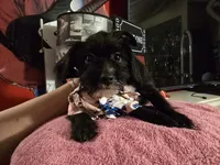 Blackie, a female Dutch Smoushond and Miniature Schnauzer for sale in Orlando, FL – 3 of 5