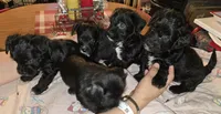 Sheba, a female Dutch Smoushond and Miniature Schnauzer for sale in Orlando, FL – 5 of 8