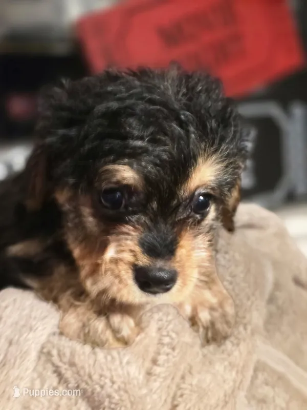 Bradley – Dutch Smoushond, Miniature Schnauzer puppy for sale in Orlando, FL