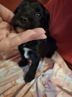 Sheba, a female Dutch Smoushond and Miniature Schnauzer for sale in Orlando, FL – 1 of 8
