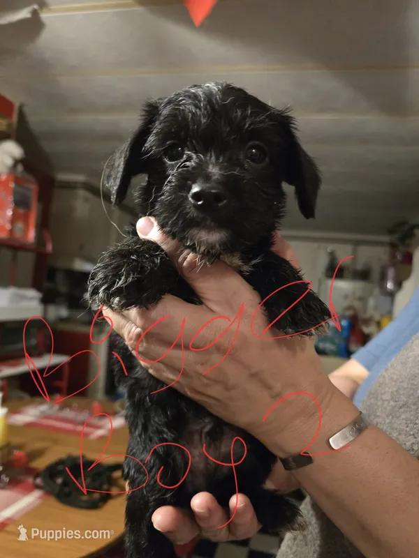 Ragnar – Dutch Smoushond, Miniature Schnauzer puppy for sale in Orlando, FL