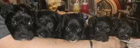 Sheba, a female Dutch Smoushond and Miniature Schnauzer for sale in Orlando, FL – 4 of 8