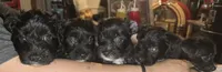 Blackie, a female Dutch Smoushond and Miniature Schnauzer for sale in Orlando, FL – 4 of 9