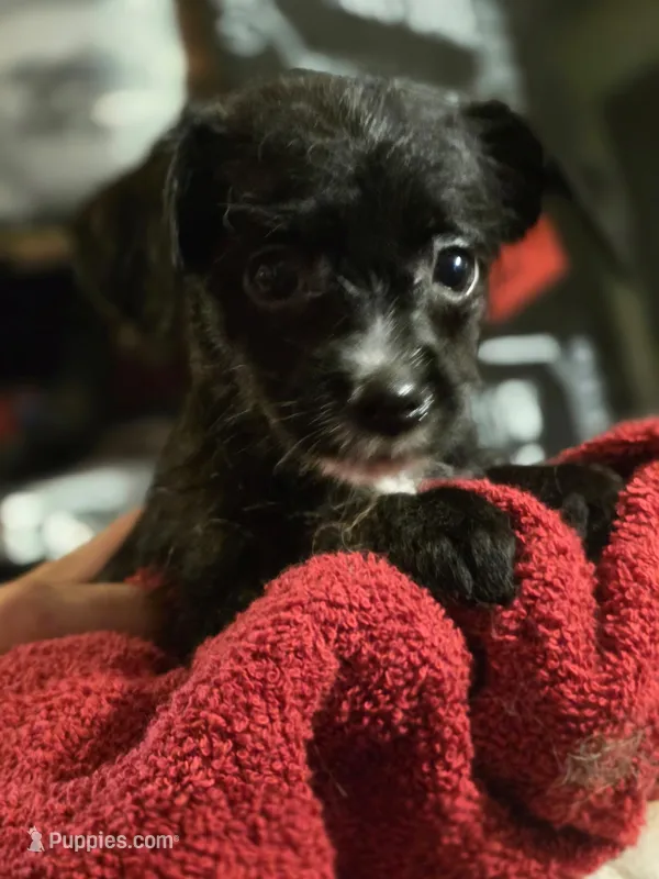 Sheba – Dutch Smoushond, Miniature Schnauzer puppy for sale in Orlando, FL