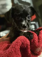 Sheba, a female Dutch Smoushond and Miniature Schnauzer for sale in Orlando, FL – 4 of 6