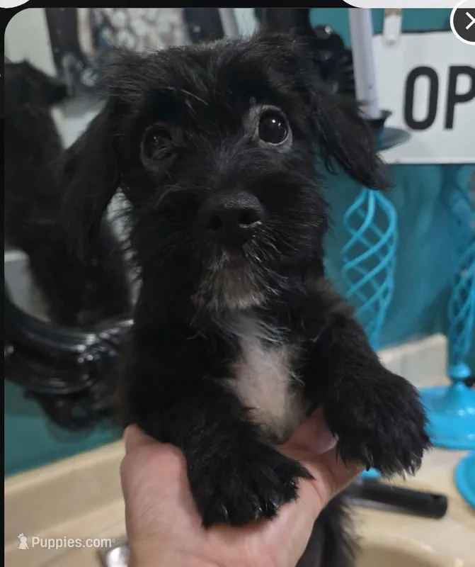 Theo – Dutch Smoushond, Miniature Schnauzer puppy for sale in Orlando, FL