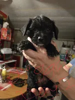 Ragnar, a male Dutch Smoushond and Miniature Schnauzer for sale in Orlando, FL – 2 of 2