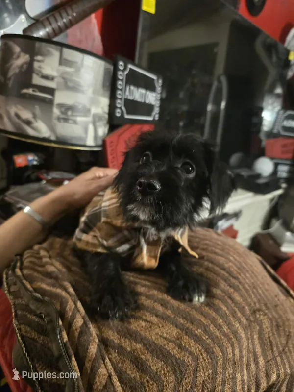Theo – Dutch Smoushond, Miniature Schnauzer puppy for sale in Orlando, FL