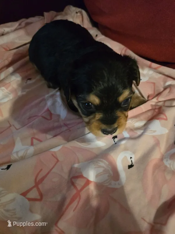Bradley – Dutch Smoushond, Miniature Schnauzer puppy for sale in Orlando, FL